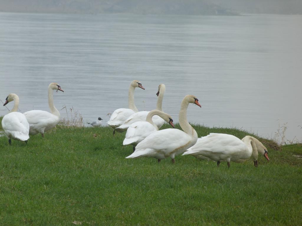 Les Gites De Colliers Muides-sur-Loire 객실 사진