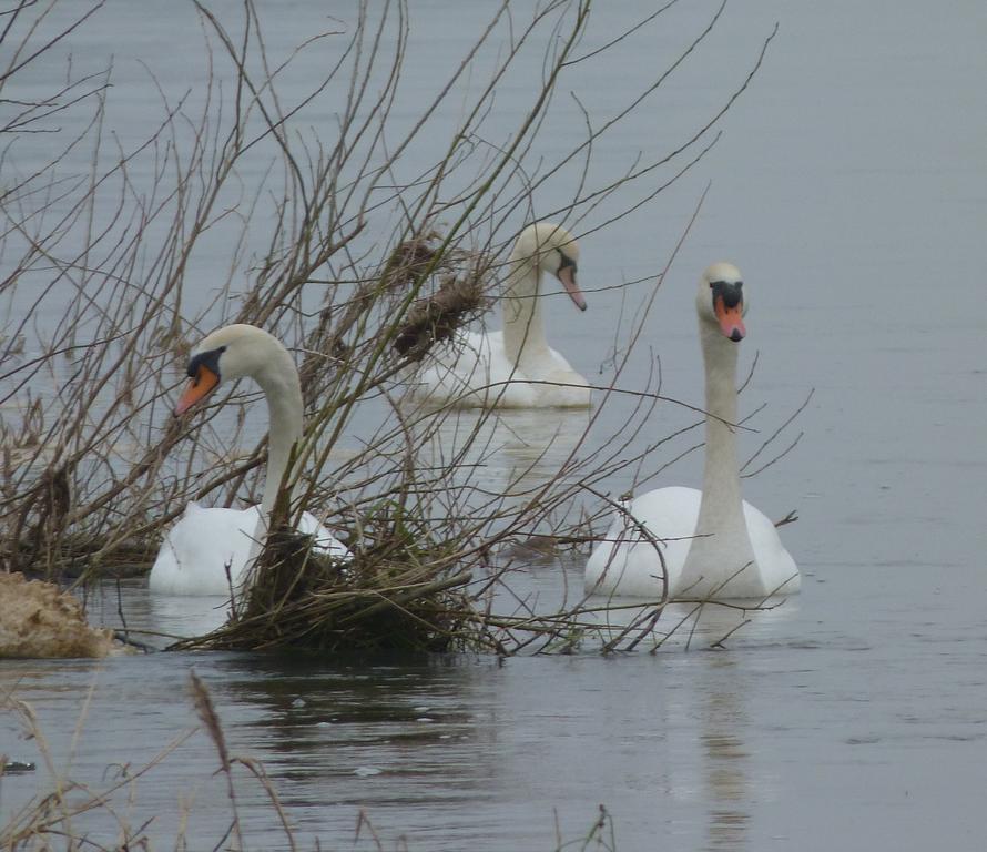 Les Gites De Colliers Muides-sur-Loire 객실 사진